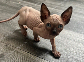 1 Left Sphynx kitten's