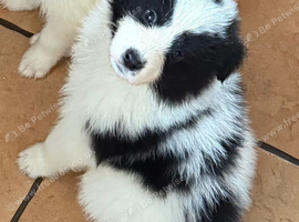 Samoyed x husky
