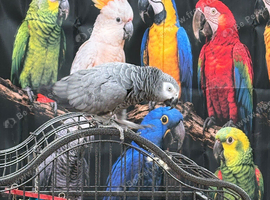 Congo African grey