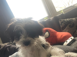 Lhasa lapso x jack Russell