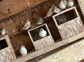 Zebra finches