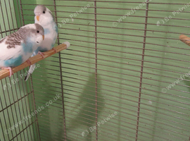 Baby budgies