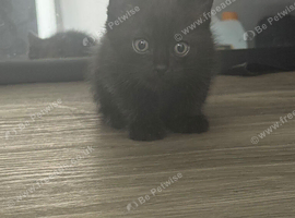 Ragdoll x kittens