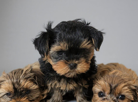Exceptional Litter of Yorkie-Tzu Puppies &ndash; Champion Bloodlines