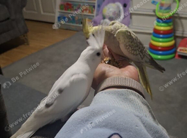 Two bonded cockatiels