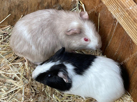 8 week old guinea pigs