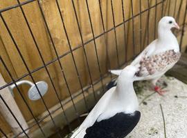 Nice colour racing pigeons for sale in Birmingham