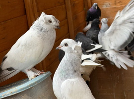Turkish takla pigeon