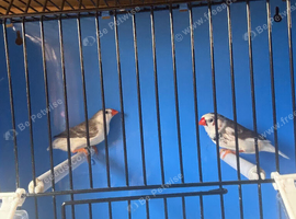 Proven pair of zebra finch