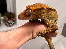 3x crested geckos housed together , can buy individually
