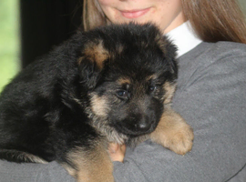 Outstanding KC German Shepherd puppies