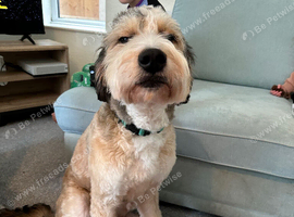 Sable male Bernedoodle for rehome