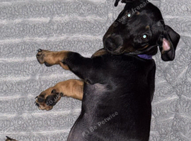Dachshund puppy&rsquo;s ready now/vaccinated last girl left