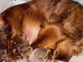 Miniature dachshund puppies Long haired