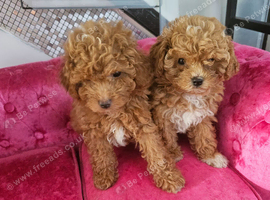 BEAUTIFUL F.1.B PUPPIES