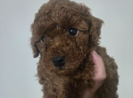 Mini poodle