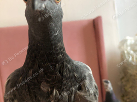 2 hand reared pigeons