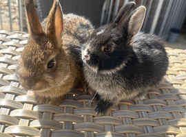3 left now. Lovely Netherland dwarf baby rabbits.