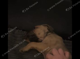 Cane Corso x bull mastiff For sale