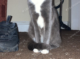 Reluctantly needing to rehome my Russian blue X