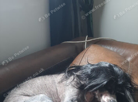Hairie hairless