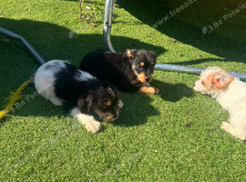 Yorkie russel puppies