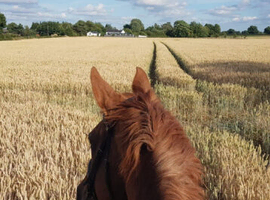 17.3hh Gelding for part loan