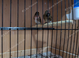 Pair of redpolls
