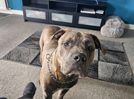 Staffy cross