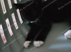 Kitten