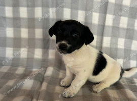 Jack Russell puppies