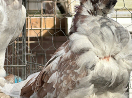 Andalusian homozygous Chinese owls