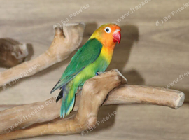 Baby Love birds,18
