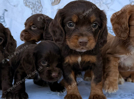 Working type cocker spaniel puppies