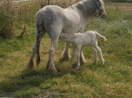 Blagdon mare with filly foal at foot