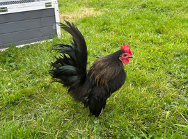 Silkie serama cockerel