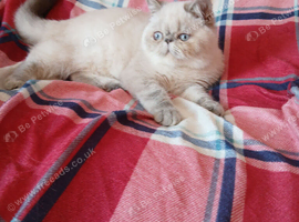Gccf pedigree Persian Exotic kittens
