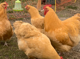 Buff Orpington fertile hatching eggs