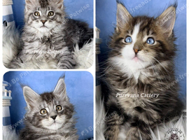 TICA registered adorable Maine coon kittens