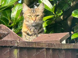 Female 5 month ginger silver tabby ,