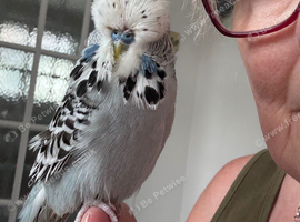 Super Tame Male Exhibition Budgie & Cage