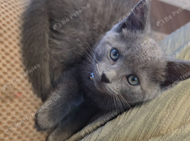 Ragdoll X