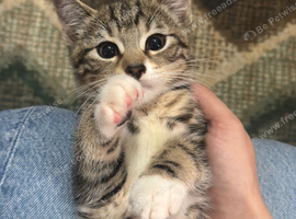 3 little kittens