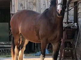 Livery/ stables & grazing wanted