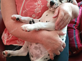 Stunning Dalmatian girl for sale