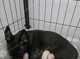 Lovely litter o Chi puppies