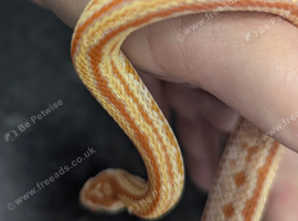 Tessera corn snake