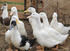 Mixed breed ducks