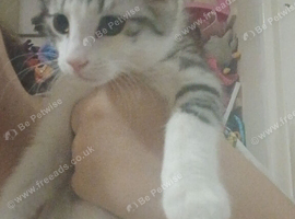 10 week old kitten