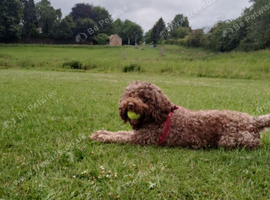 7 Cockerpoo Pups